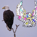 Freedom Eagles