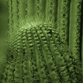 Green Cactus
