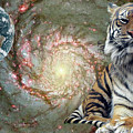 World Tiger